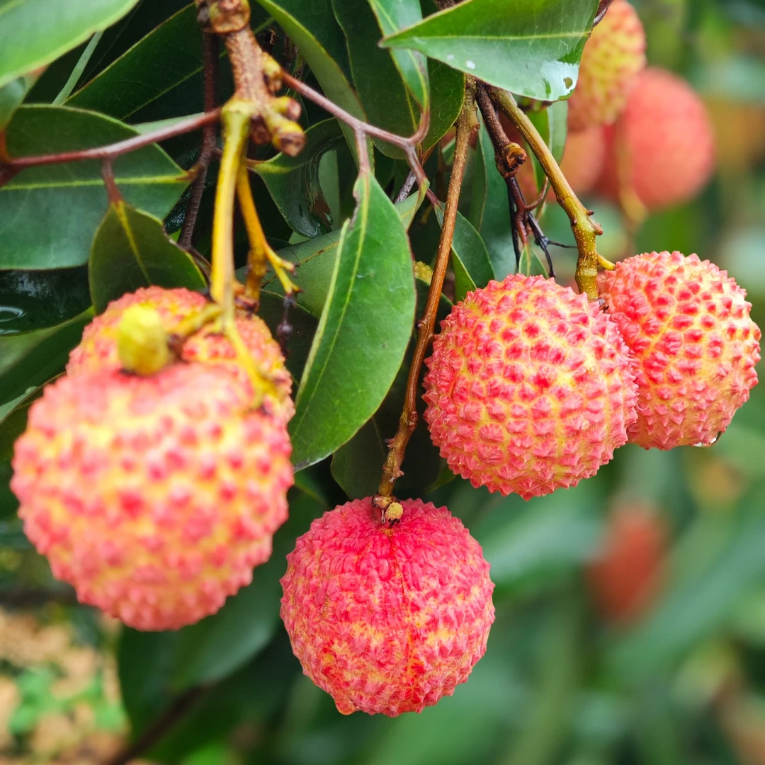 广西灵山桂味荔枝 现摘现发应季鲜果清甜沁润脆嫩多汁 JD包邮