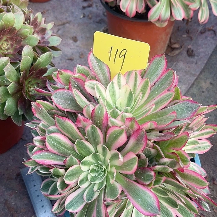 119一颗孔雀翎法师