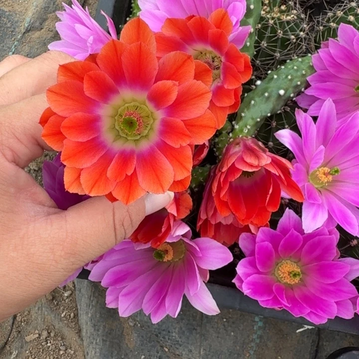 301橘水仙无根侧牙一个，20包邮软