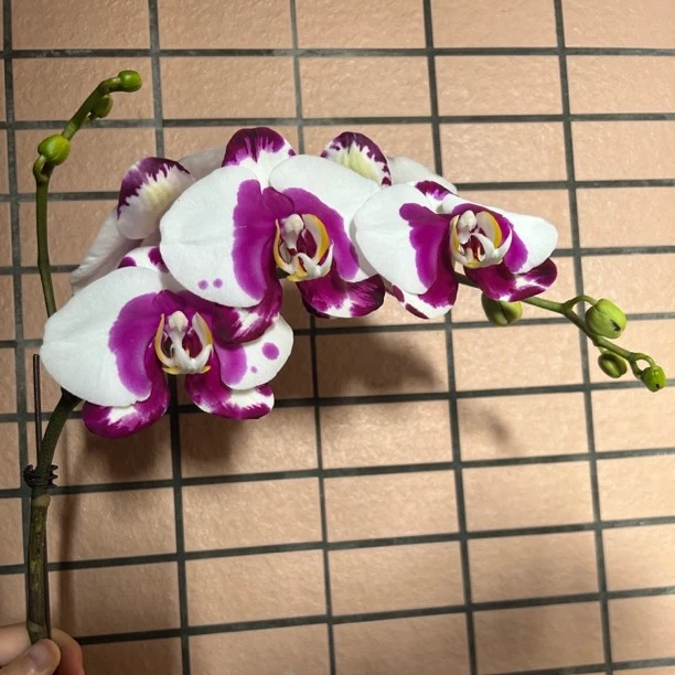 诗坊蝴蝶兰【世华熊猫】中大花型带花带苞室内花卉