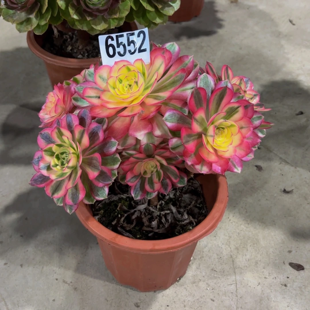 初***遇无花朵6552倾城1111111