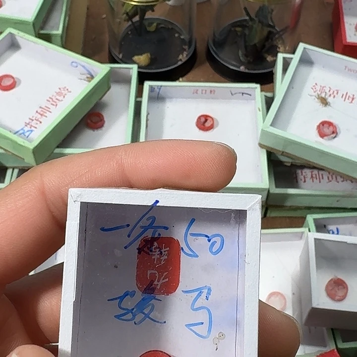 骏***马蟋蟀2222222222222