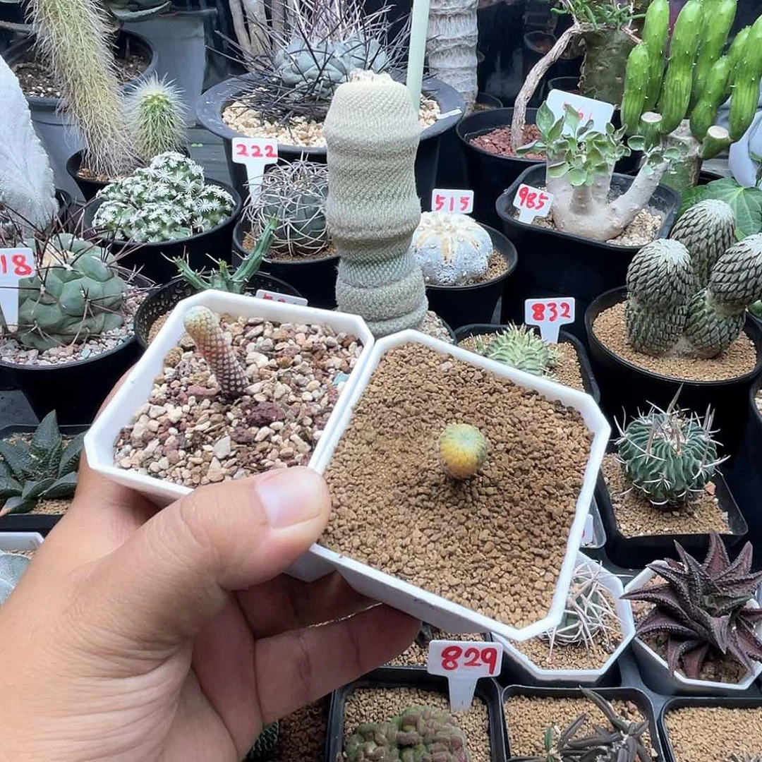 萨***蛮粉丝专拍仙人球多肉植物