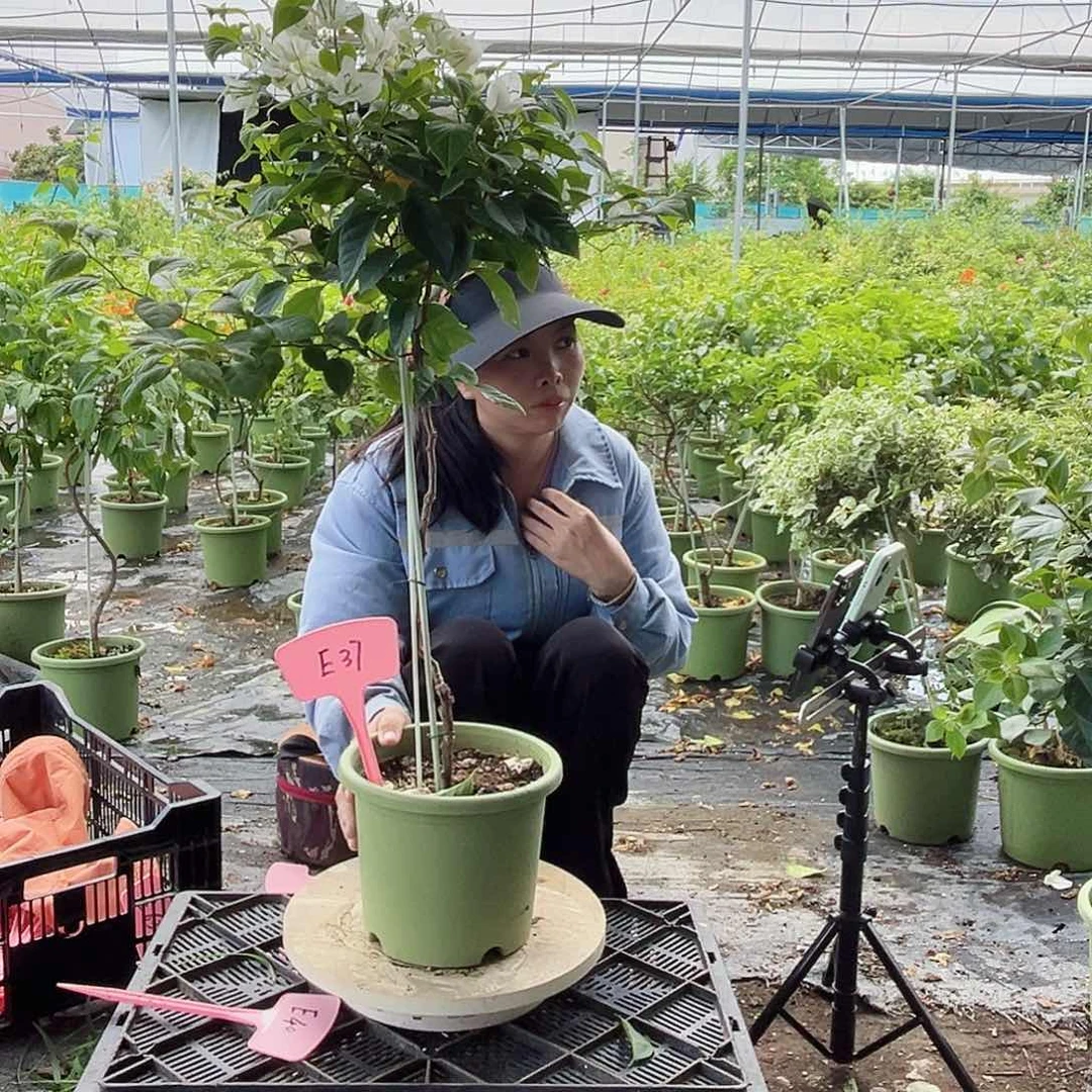 艳***艳大部分开放少量花苞E37白狐狸棒棒糖一颗