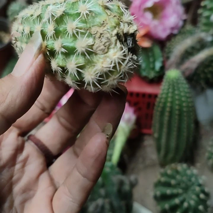 仙人球皇冠虾侧芽瑕疵