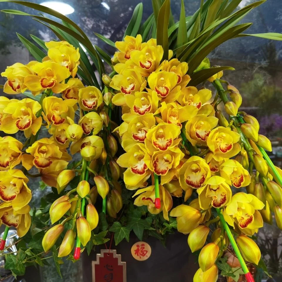 【黄金岁月】云南基地直发大花蕙兰年宵花