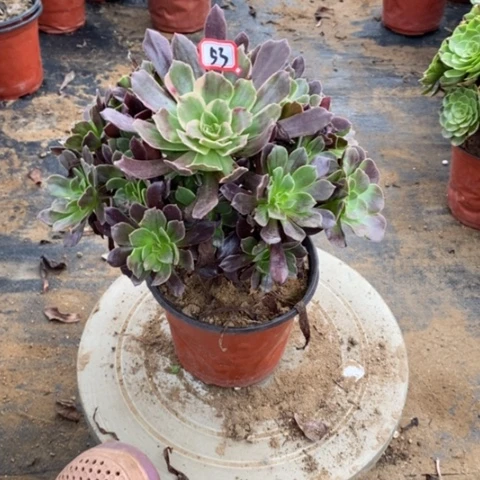 赤霞飞捧花一物一拍