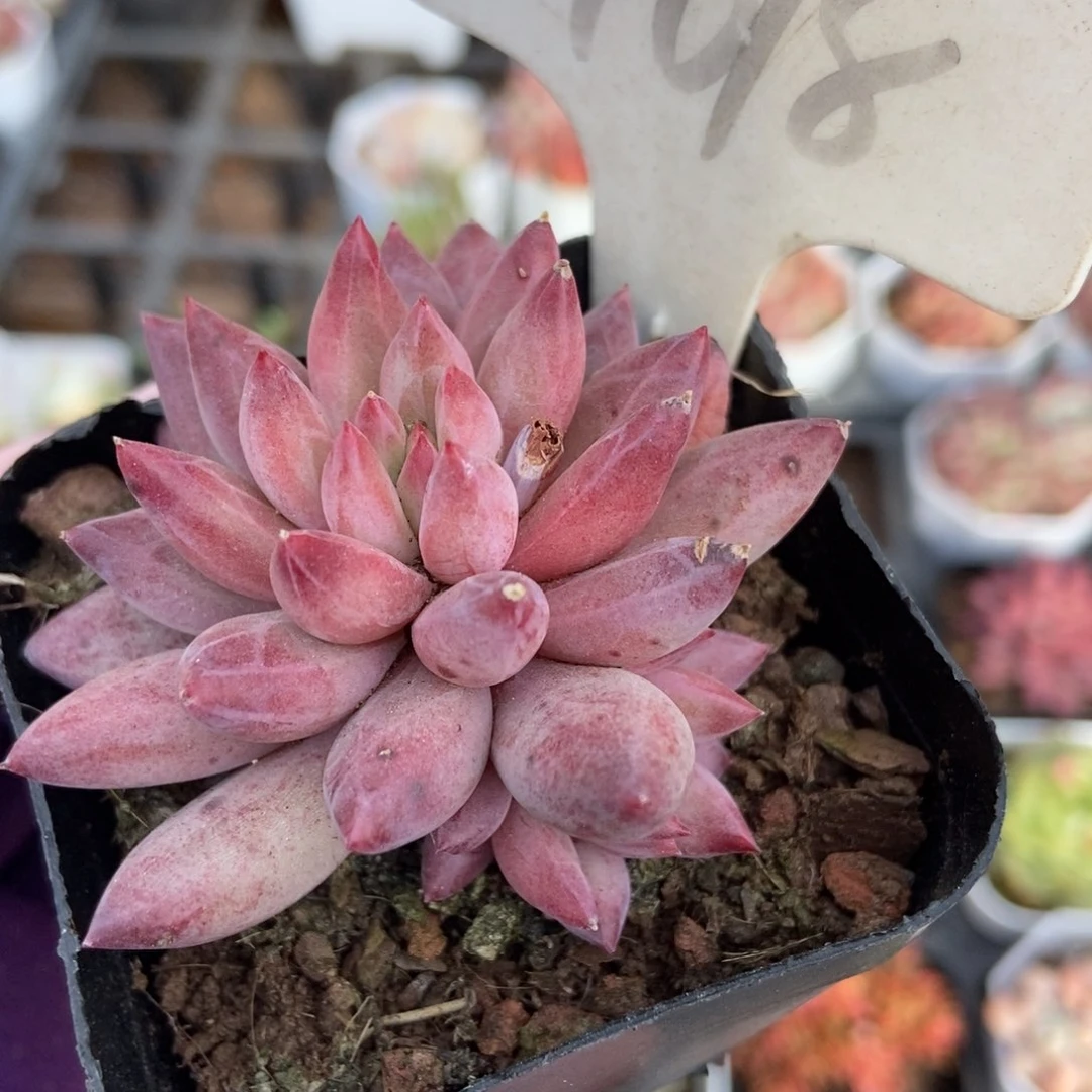 1078金鱼姬多肉植物保护