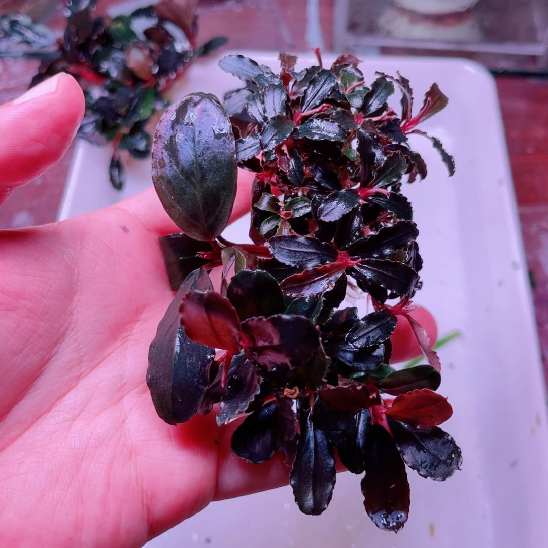 小***圈美小呆精品水草一份
