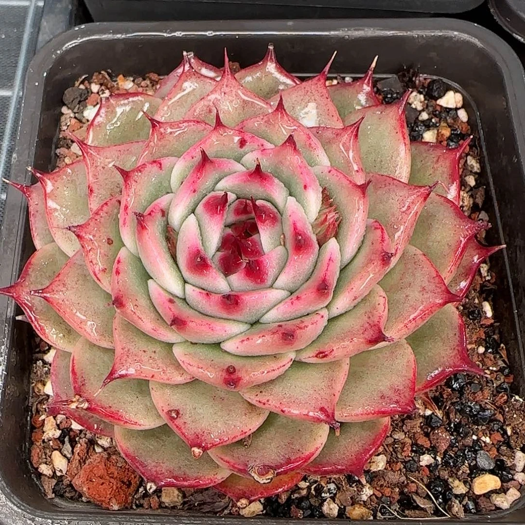 多肉一物一拍编号0117-托斯卡内利