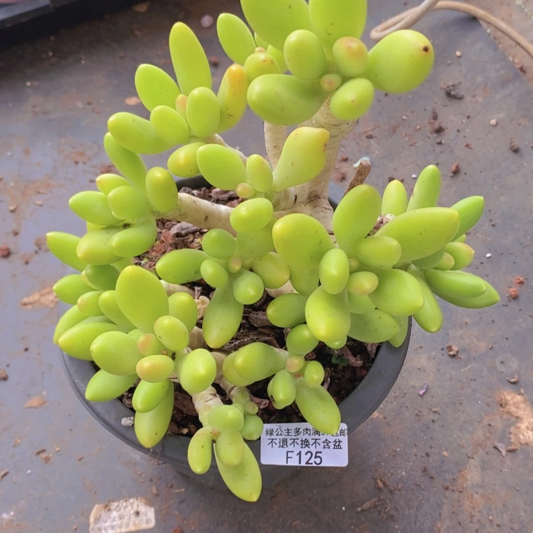 芒果奶老桩有掉叶12cm125多肉植物
