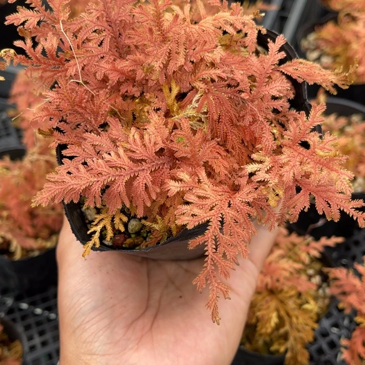 山野草盆栽植物有****山野草