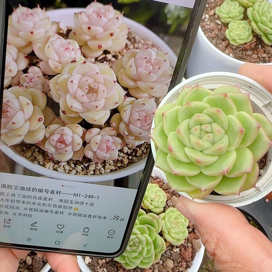 【闪购商品】1023-64（m1-249-1）