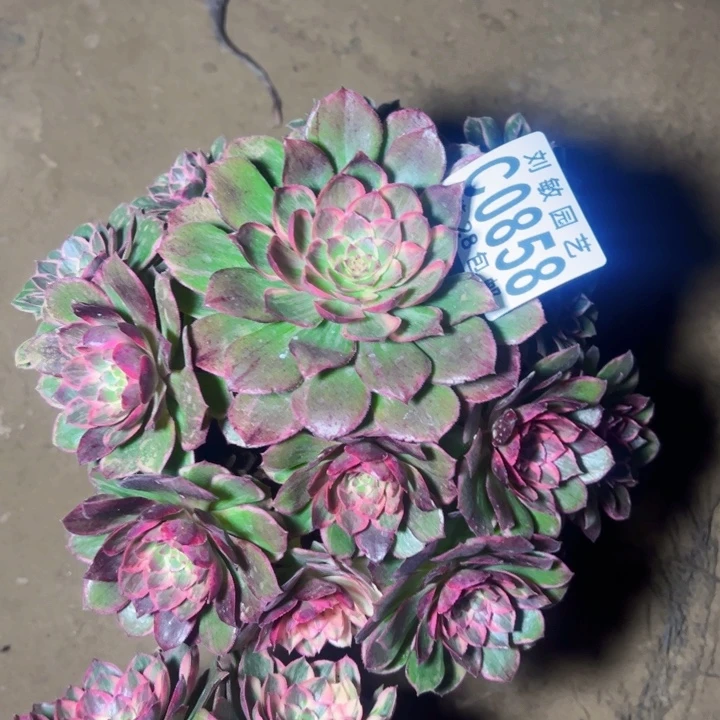 秋*莲花座多肉植物法师0858