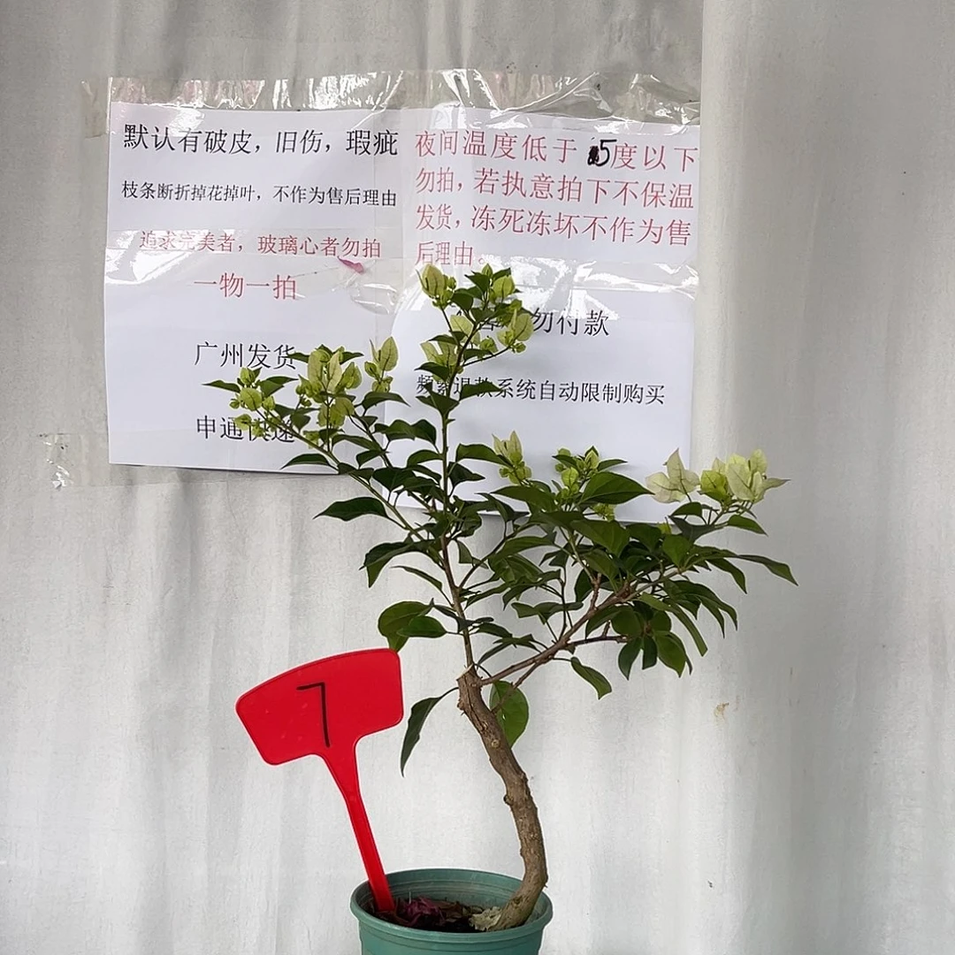当前无花栽培后可以开花7绿樱