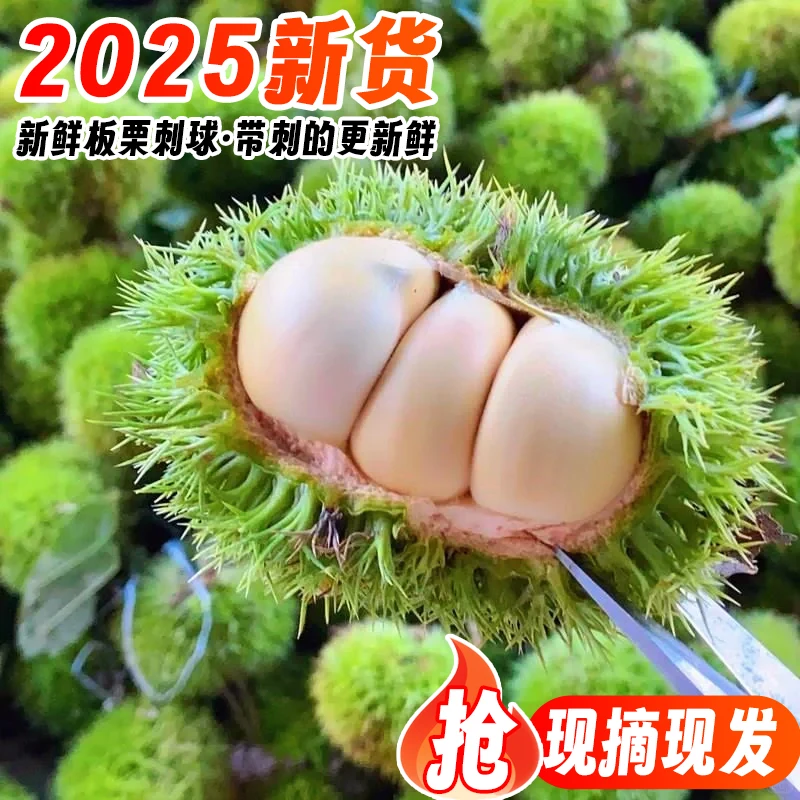 2025年新货新鲜板栗生老树油栗嫩板栗白皮不带壳毛栗子婚用包邮