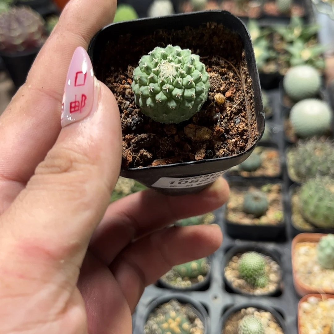108298一物一拍单头发货