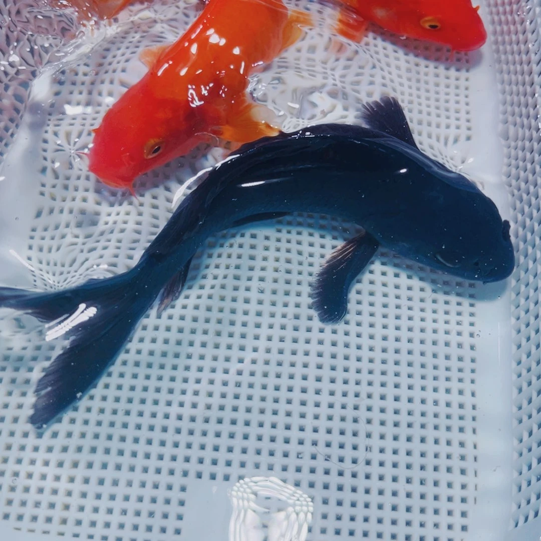 海水鱼锦鲤冷水观赏鱼