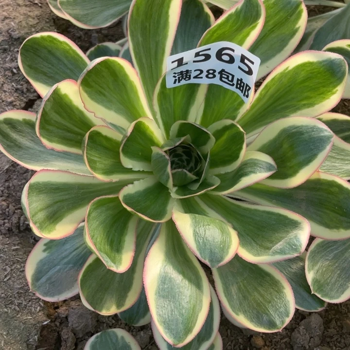 1565二号棚燕姿多肉植物C