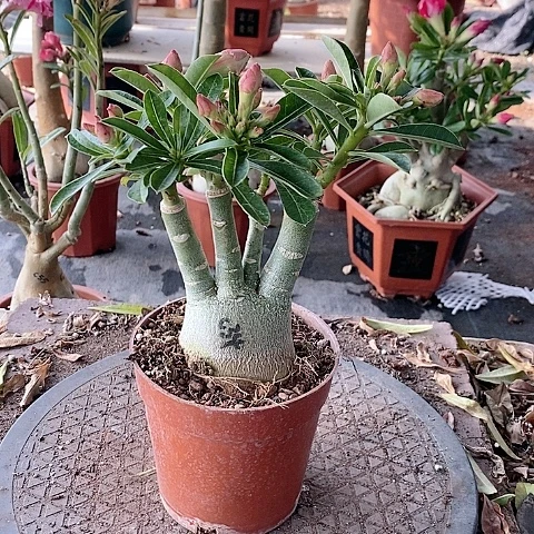 【闪购商品】无花朵不*