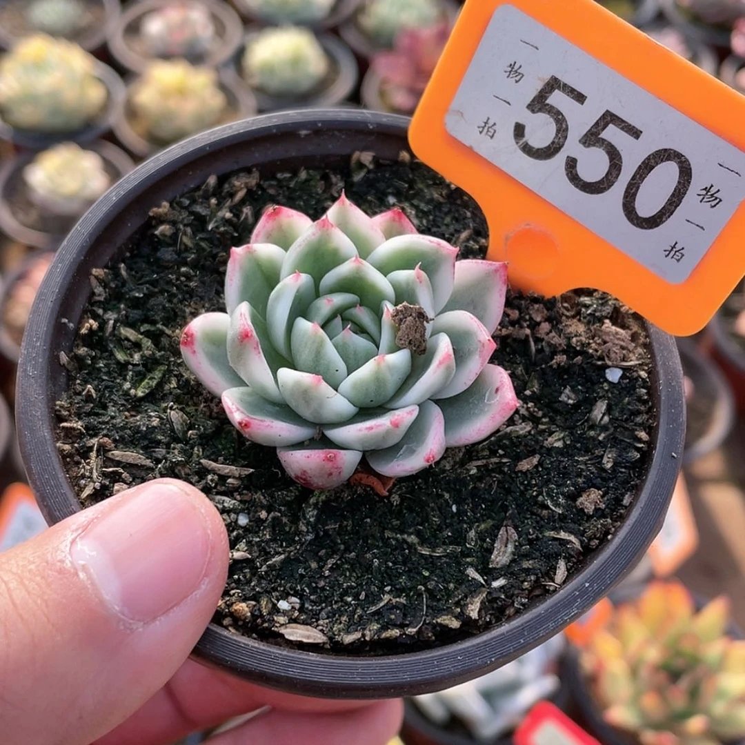 【闪购商品】550号