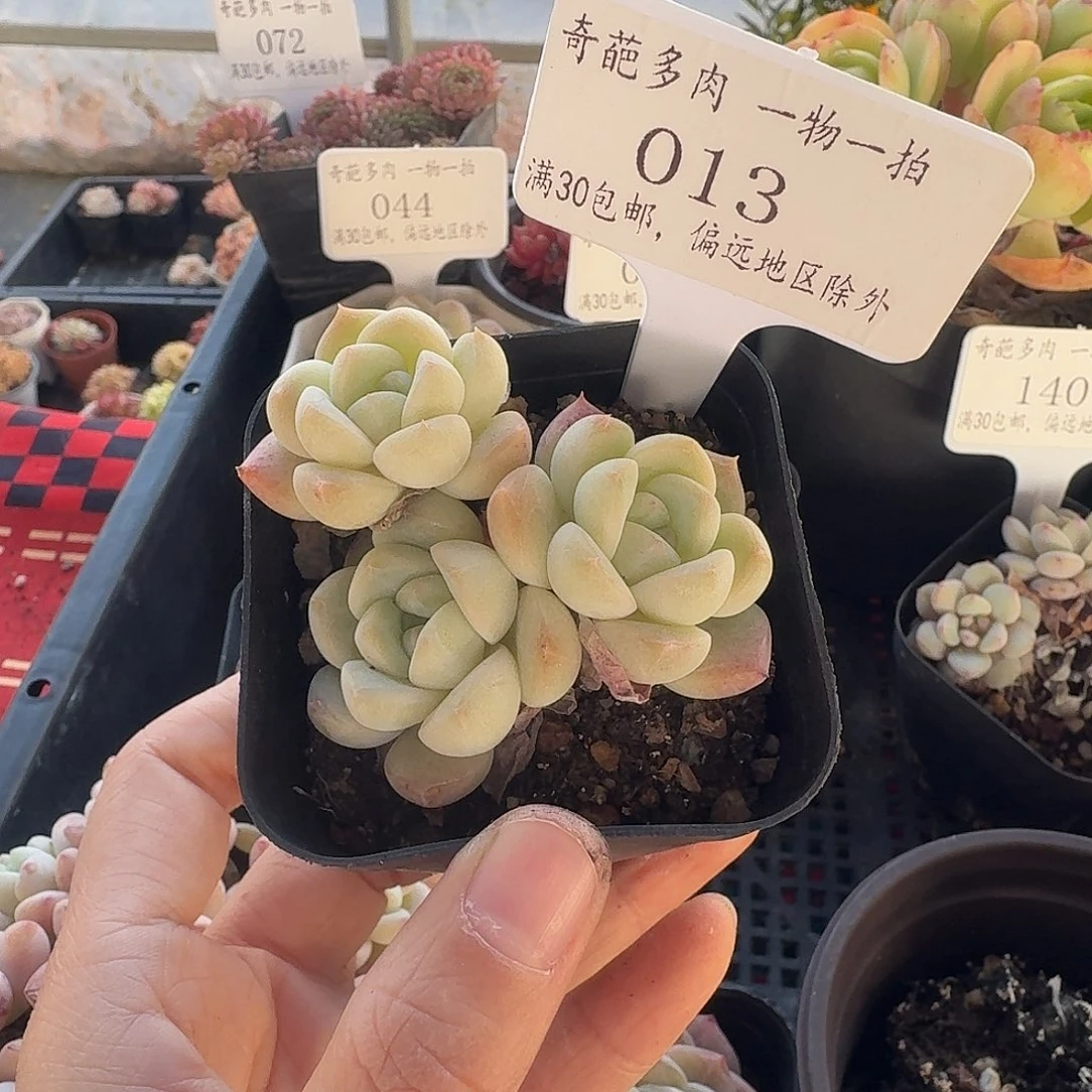 013 脱土 群生不包整 30元包邮非偏远