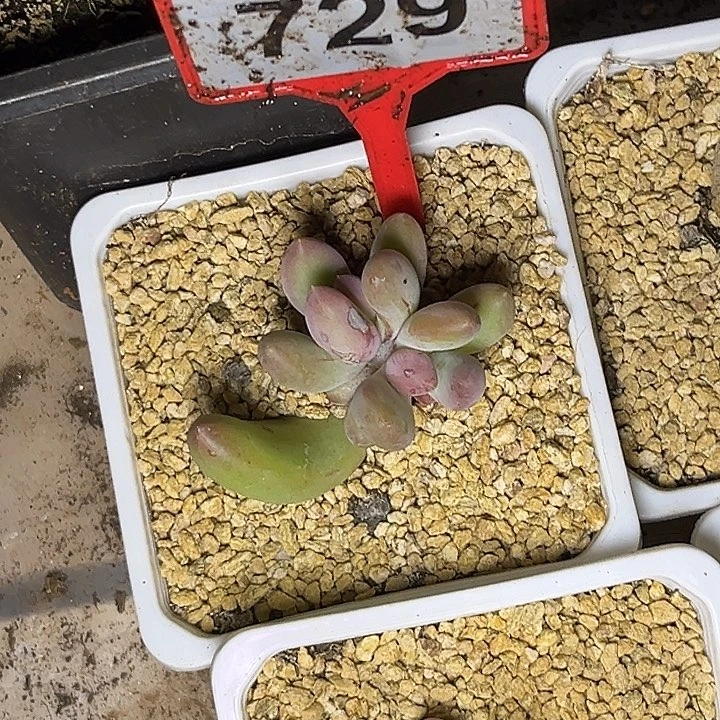 喧***多肉植物柠檬群729