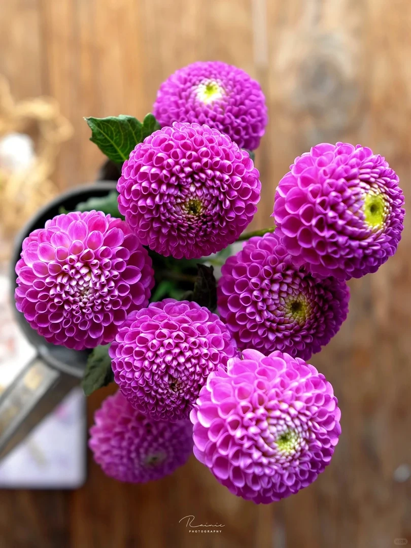 (卡夫卡)进口大丽花种球