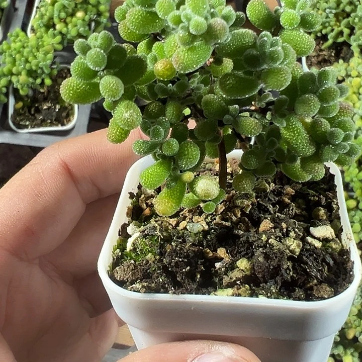 翡翠精品多肉植物大战