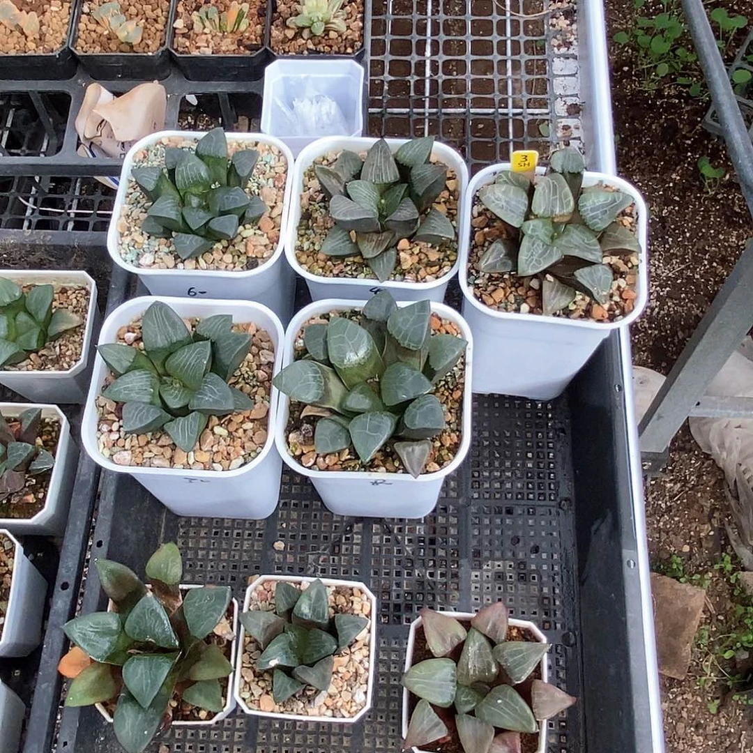 R****晶3号脱土发货8颗