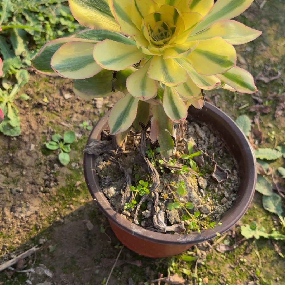 352多肉植物捧花的时候