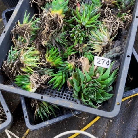 274硬叶一筐一物一图如图