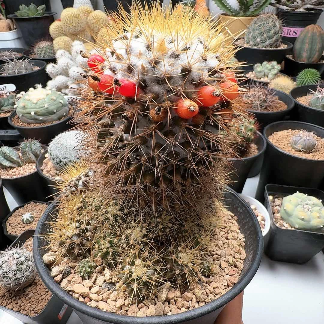 昵***置139实生仙人球晨夕花坊