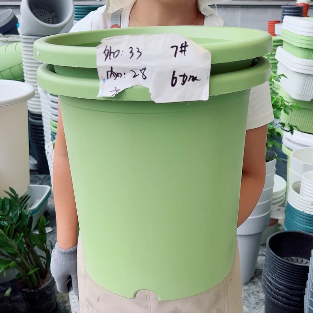 四季盆7#果绿色4个无托