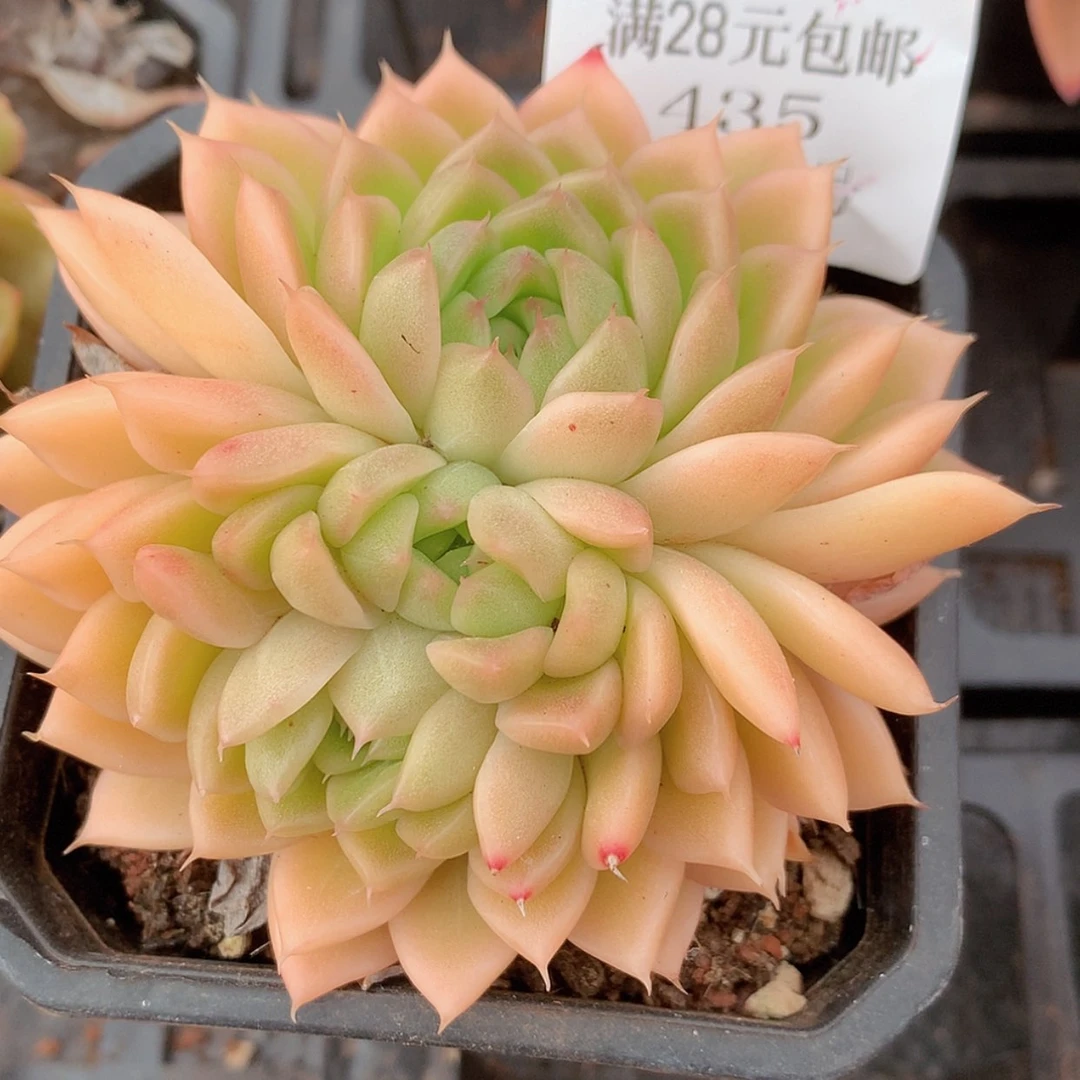 【闪购商品】云435号麦秆