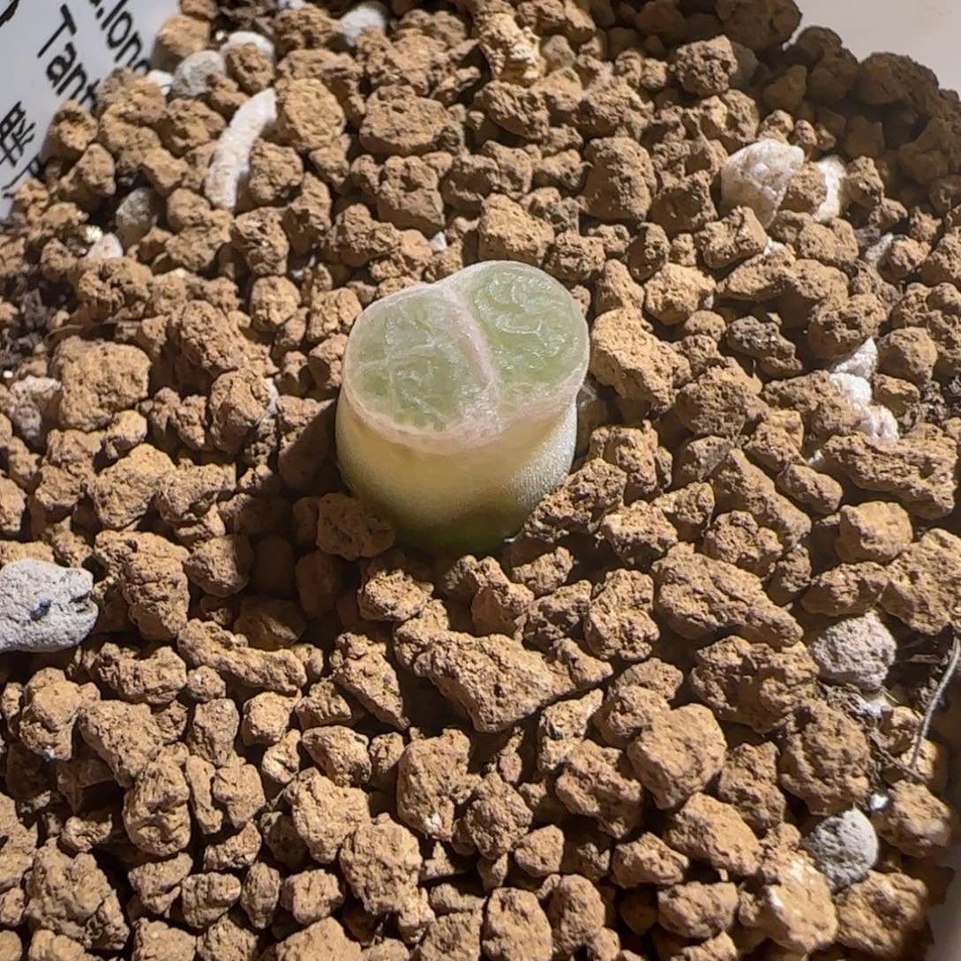 豆***了肉锥多肉植物组合-胖虎695