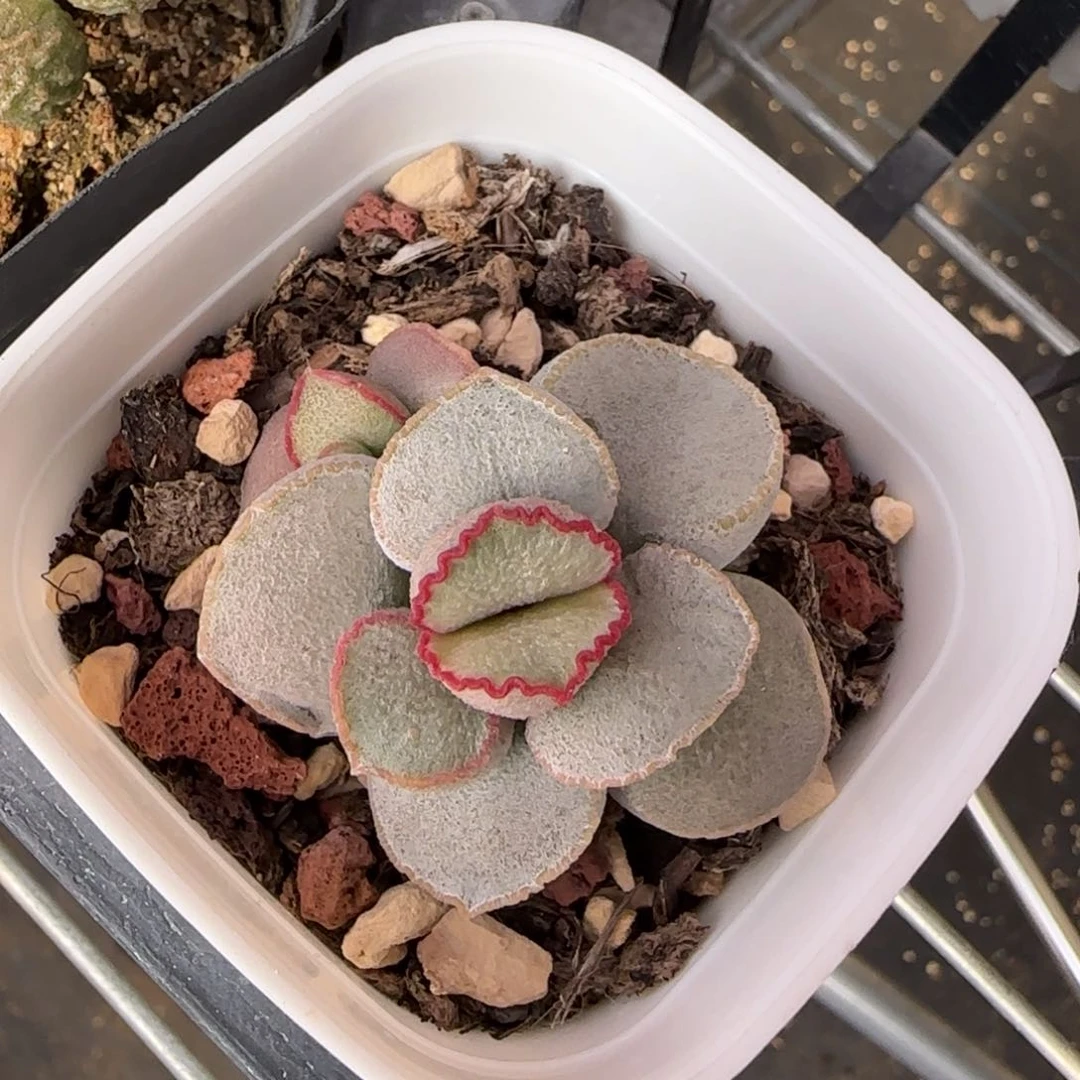 粉雪蛋多肉水泡植物