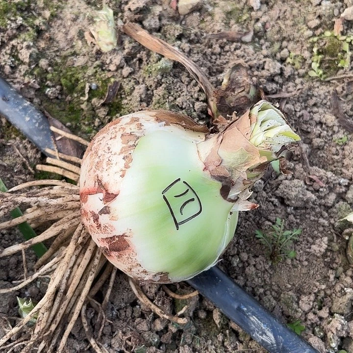 魅力四射籽播九➕开花不售后