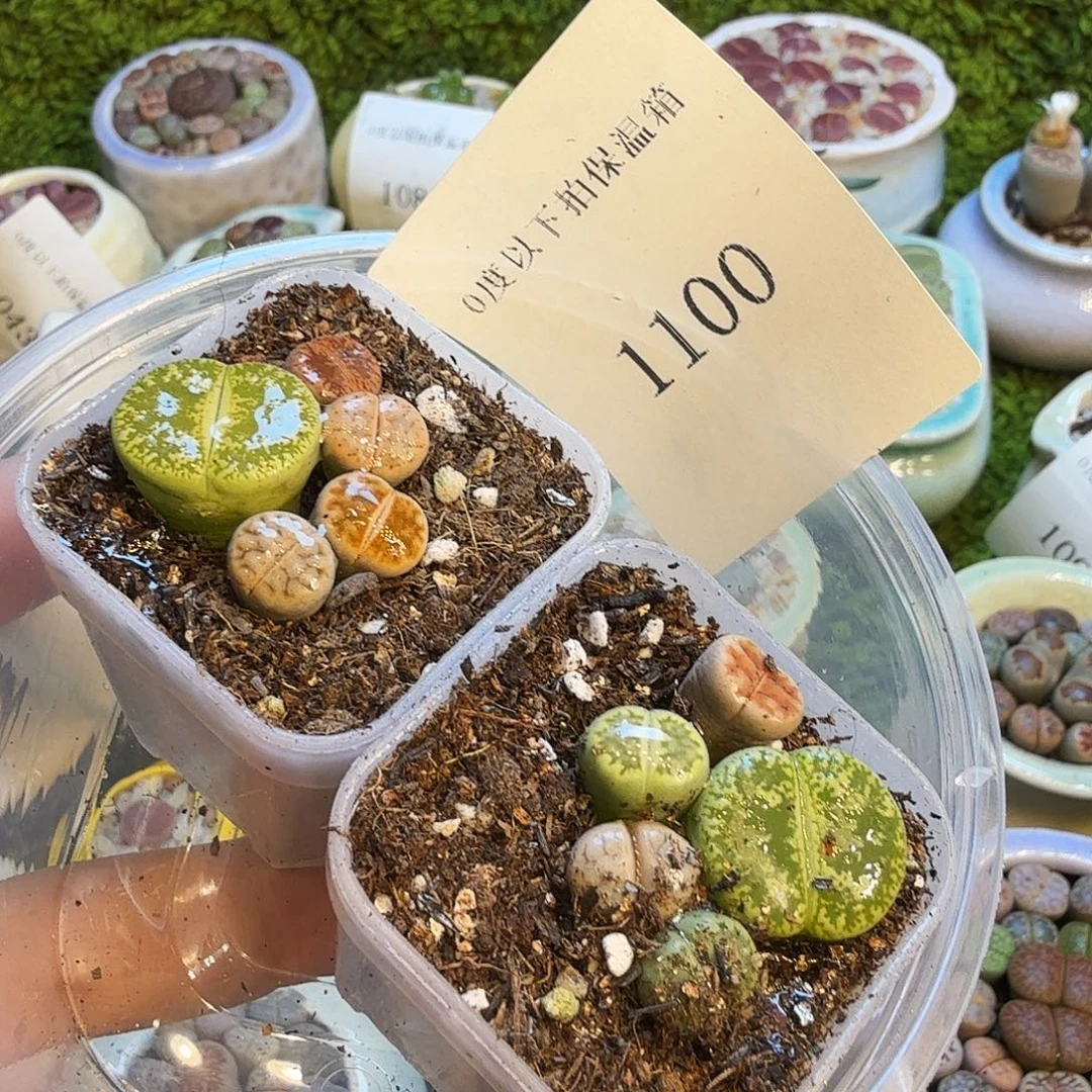 *****多肉植物福利款1100