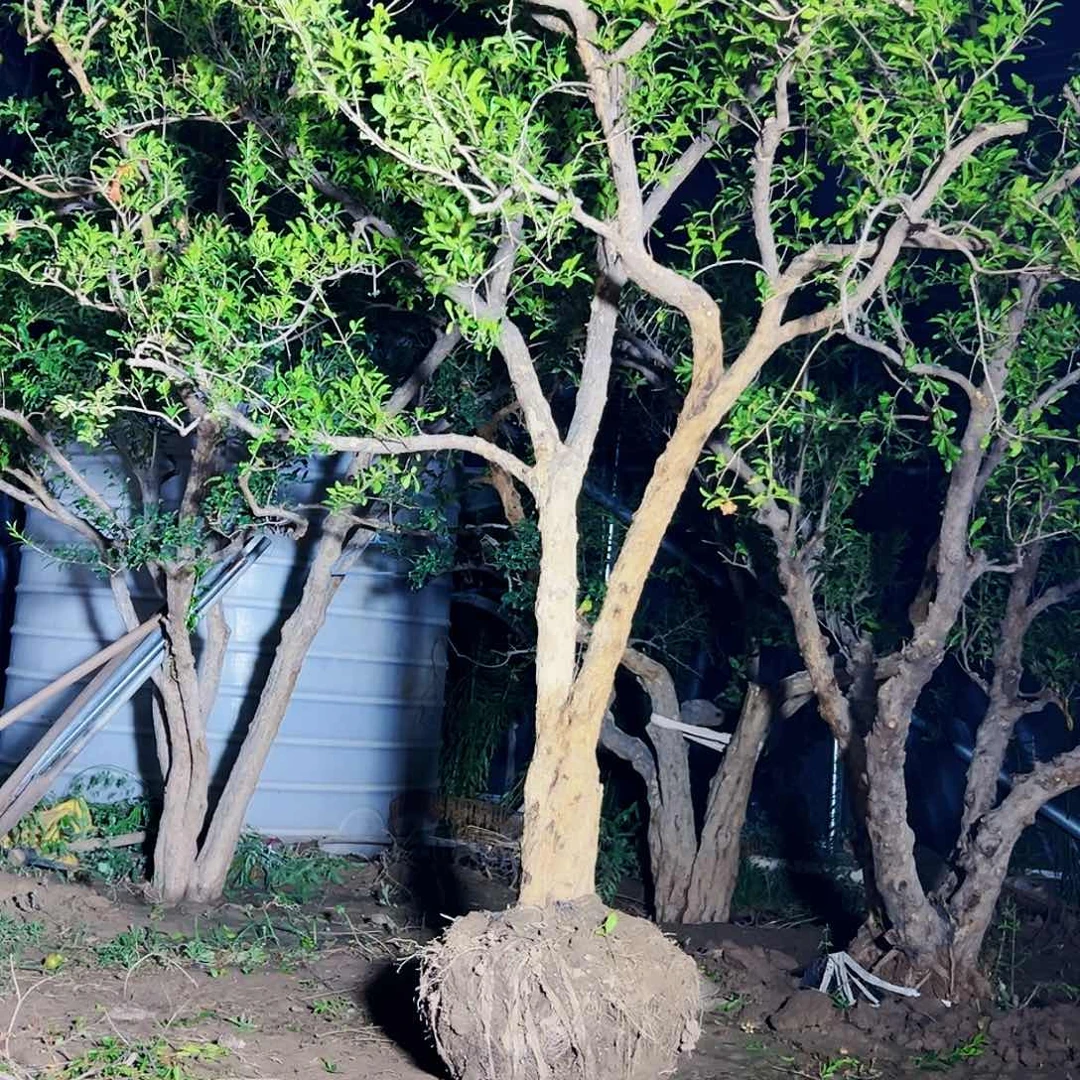 无花朵健健康康快快乐乐