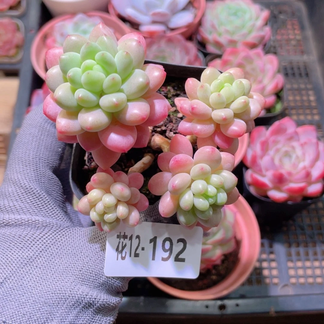 花利美12-192洛可可