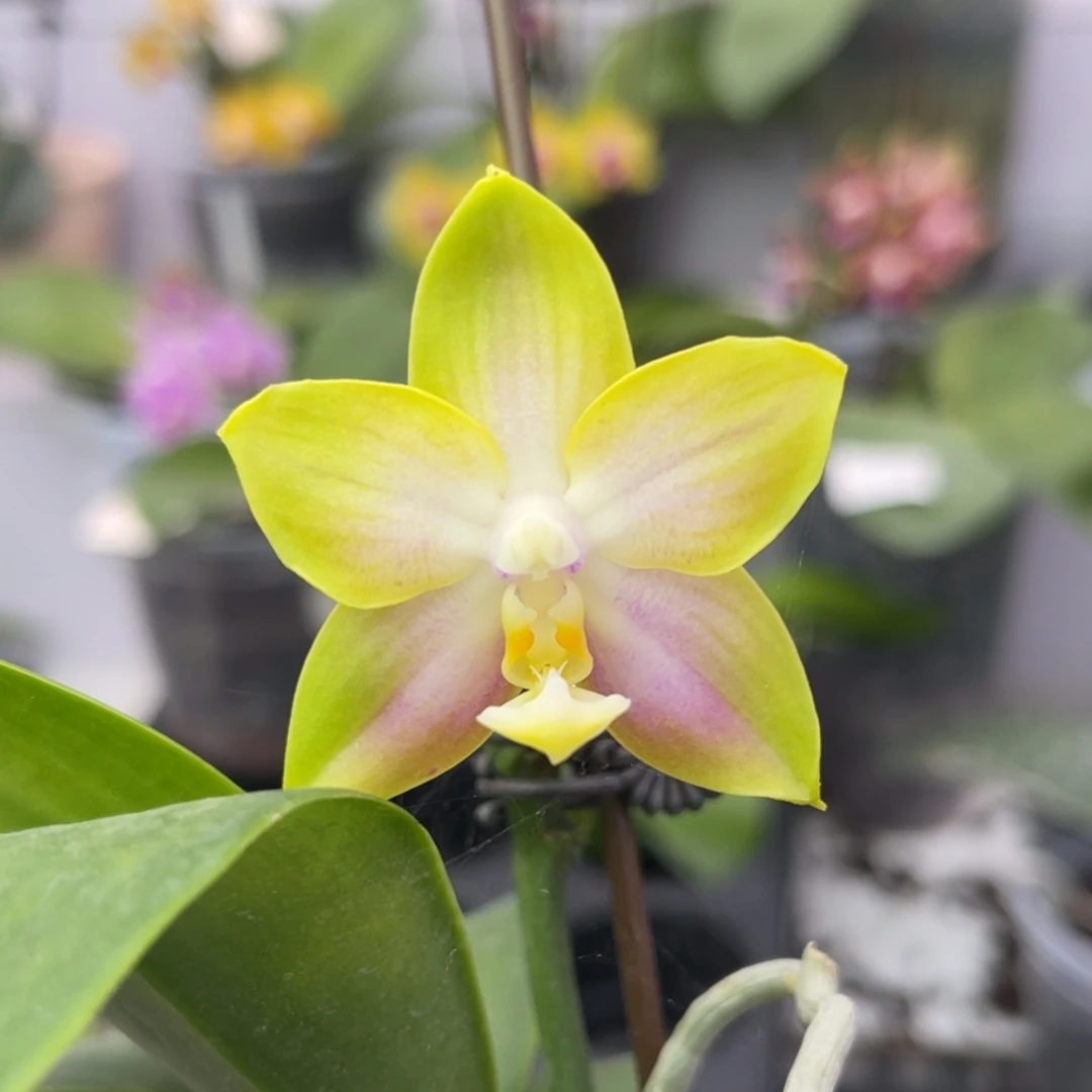 完全开放1266 2.5寸弥陀amm196 一物一拍