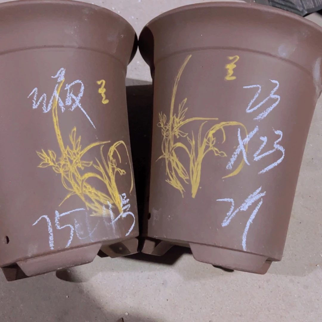 紫砂75……………………………………