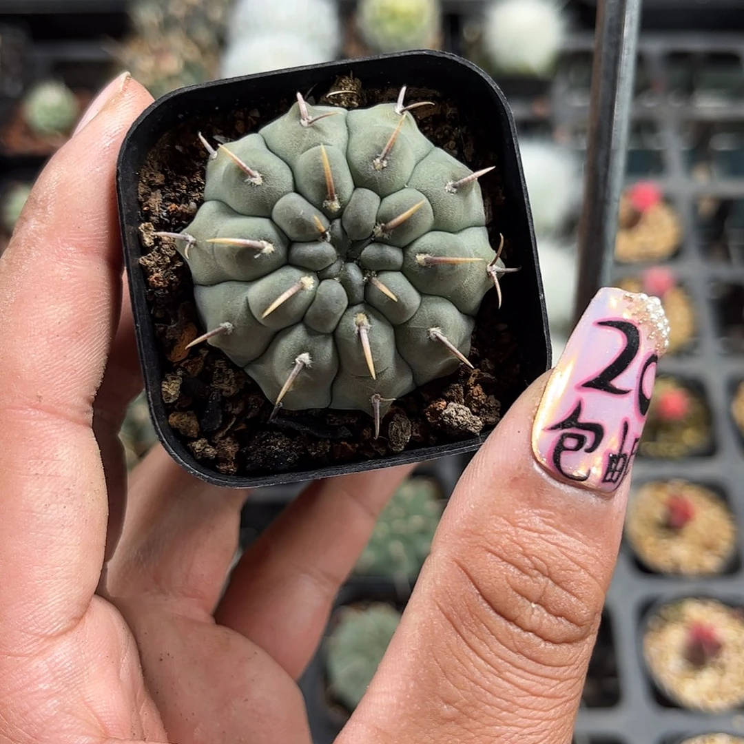 一本刺单头发货单头发