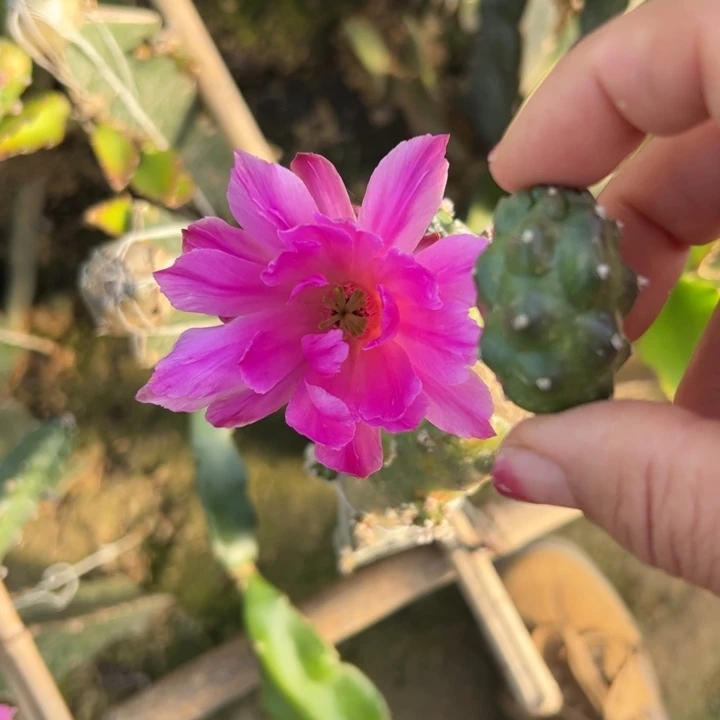 6粉色水仙软无根侧芽3公分左右20包邮