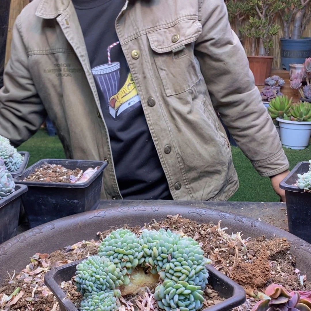 用****1B55 号白胖子缀化