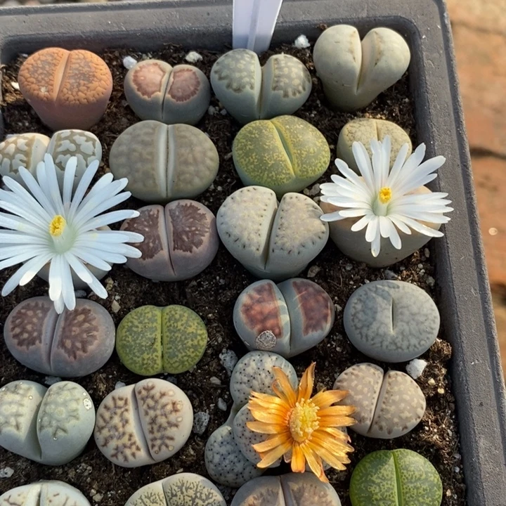 娜****生石花等植物和植物380