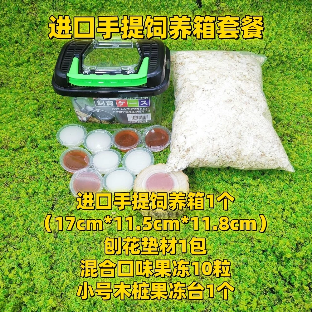 （直播福利）5-6cm佛姬公➕进口盒套餐➕1只佛姬母虫