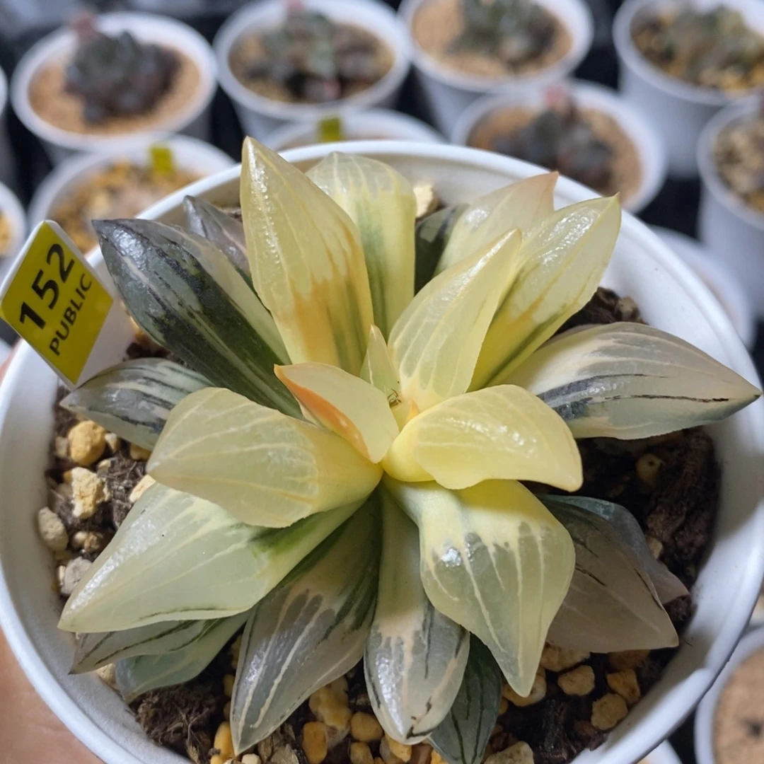 152西瓜十二卷多肉植物