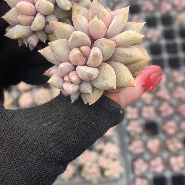 象牙群 （不满9.99发空盆冷地区不拍保温扣3.9多肉）